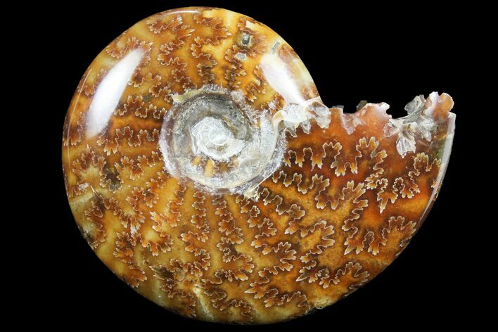 Polished, Agatized Ammonite (Cleoniceras) - Madagascar #97296